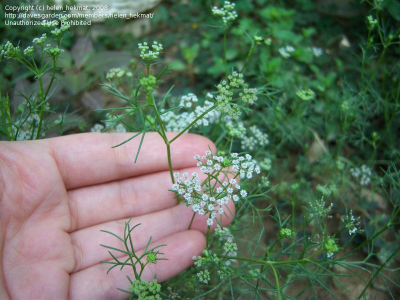Ajwain